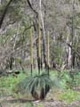 Kangaroo Tails